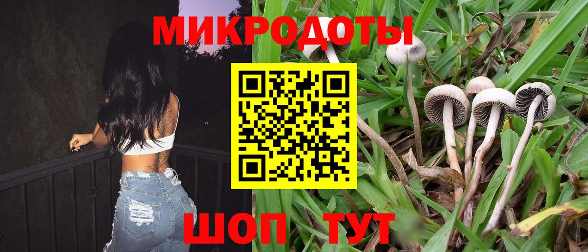 Галлюциногенные грибы Psilocybe Усть-Илимск